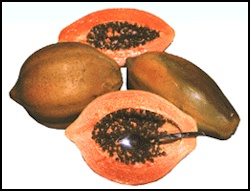 Tainung #1 papaya variety